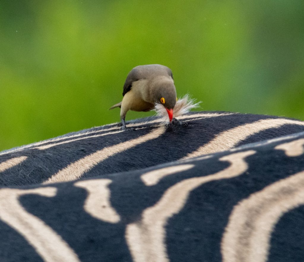 a-small-bird-pecks-at-a-zebras-back-fkvy96bi0h8