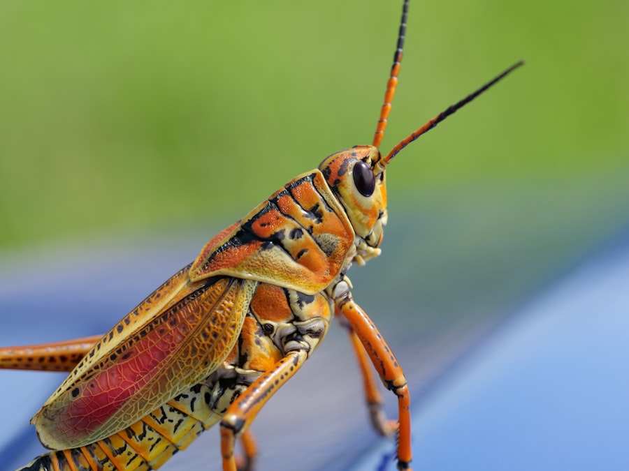 pest removal Toronto