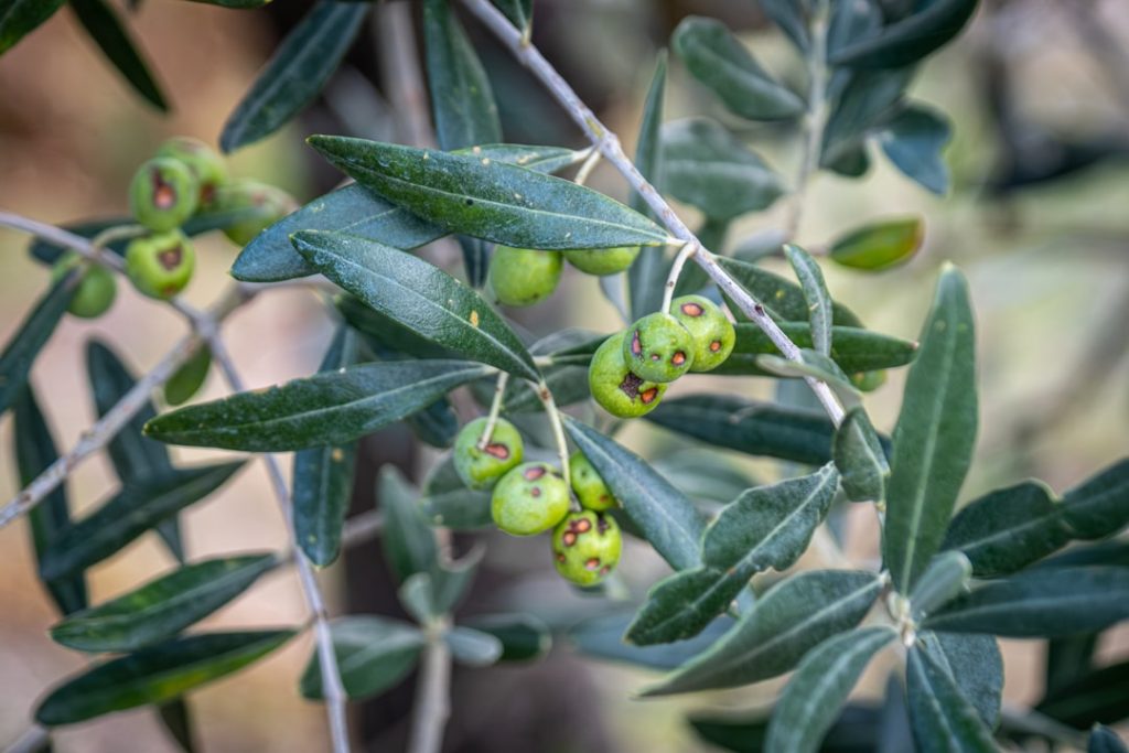 Olives showing signs of damage caused by olive fly. The olive fruit fly (Bactrocera oleae) is the most serious pest for olives and is common throughout the Mediterranean. The flys larvae tunnel inside the olives, causing damage and rotting.