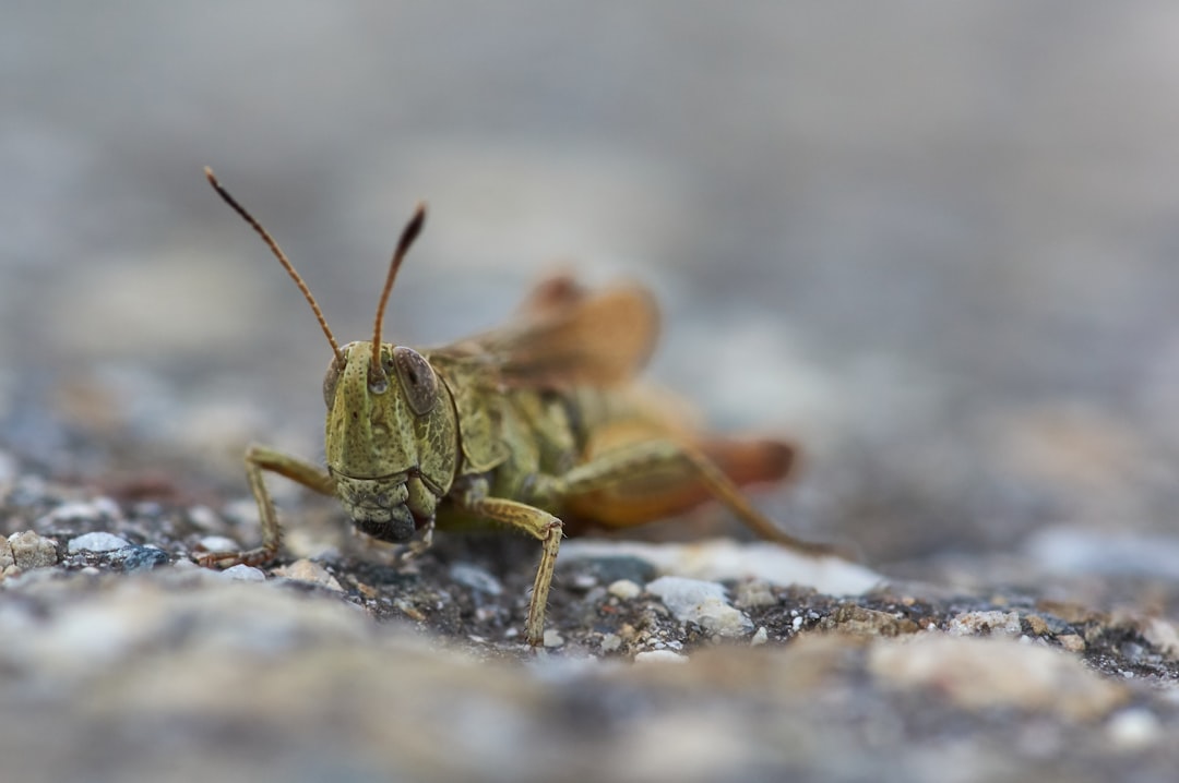 Photo pest control Toronto
