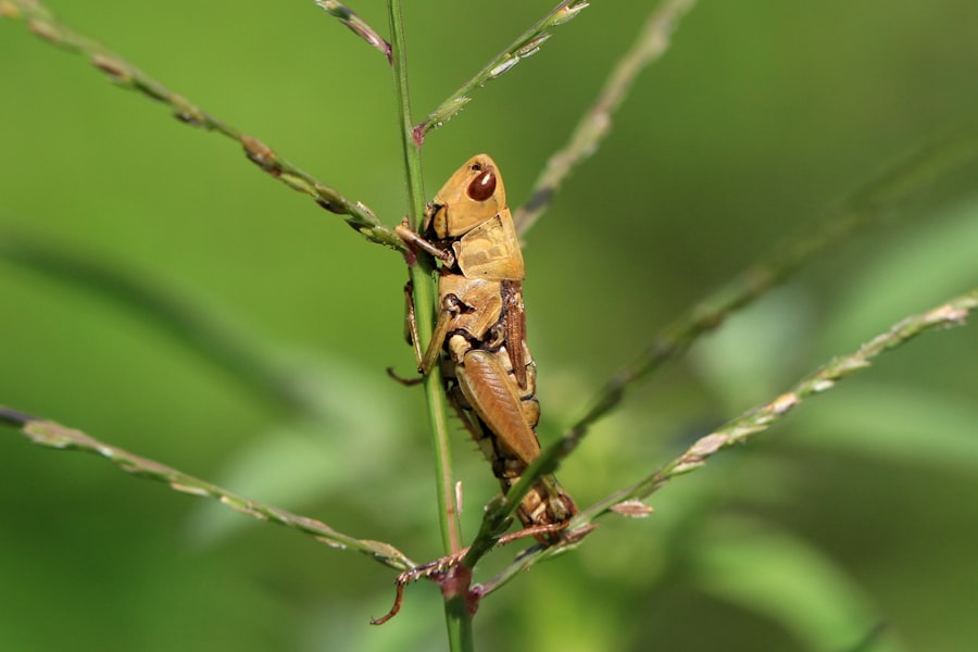 Photo pest control Toronto