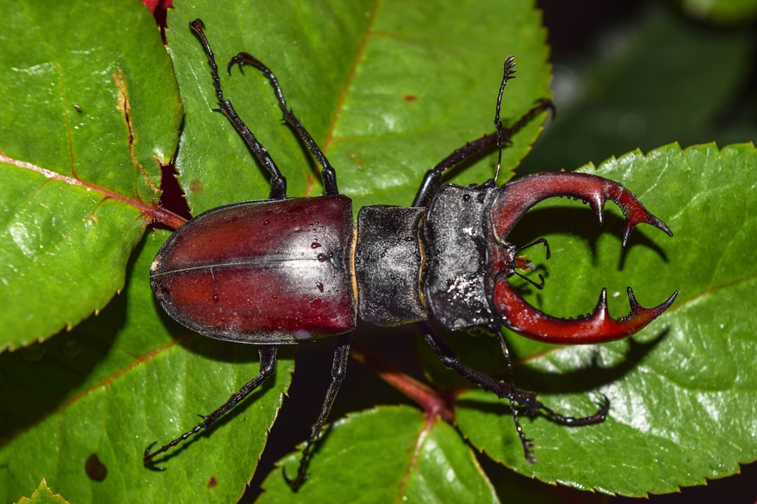 Photo pest removal Toronto