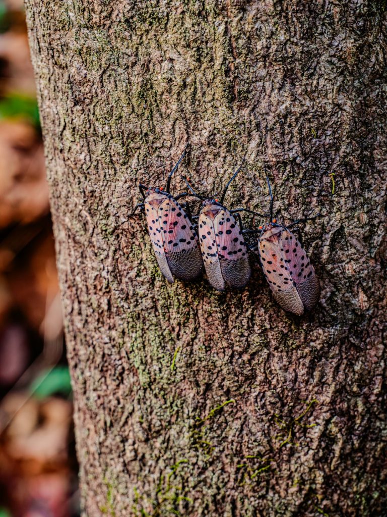 Three Spotted Lanternflies